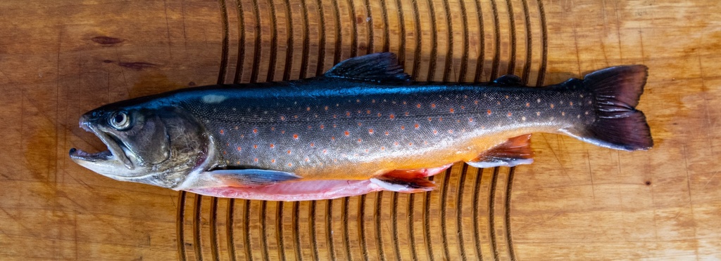 Bio-Eismeersaibling fangfrisch